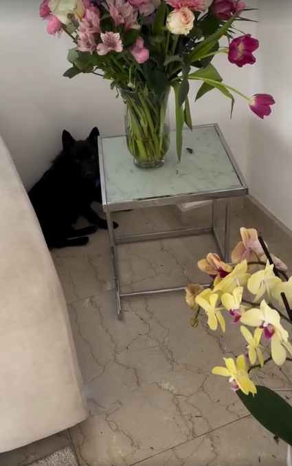 Галкин обругал пса, испортившего цветы, подаренные Пугачевой на 75-летие