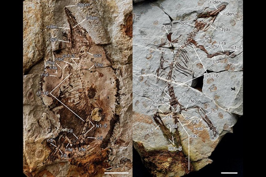 Четыре юрских окаменелости помогают объяснить, как у людей появились уши и зубы