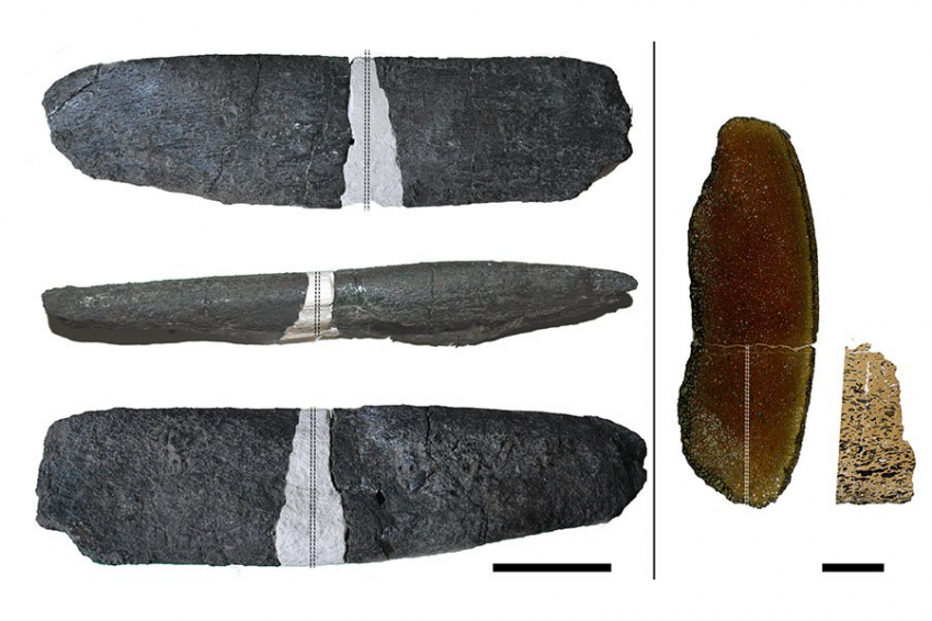 PeerJ: загадочные ископаемые кости принадлежали древним левиафанам океана