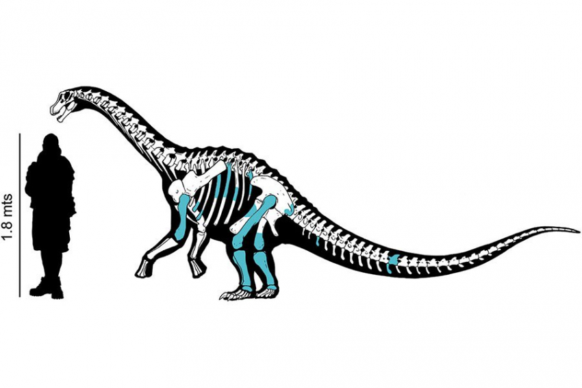 В Аргентине нашли «мини-титанозавра»