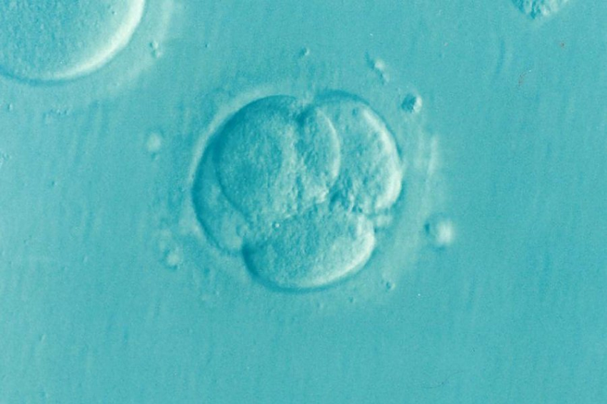 В США ведутся работы над технологией искусственного воспроизведения человека