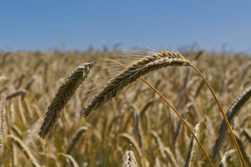 Литва возобновила закупки зерна из России после перерыва на полгода