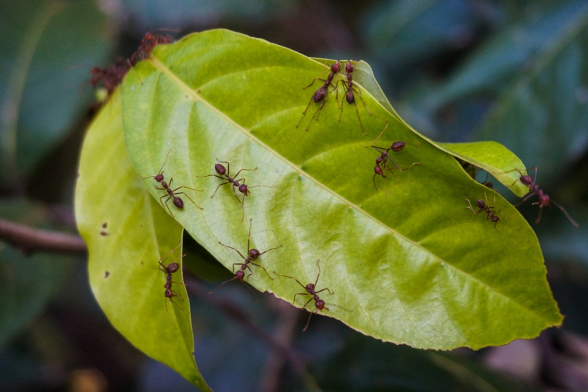 Муравьи не захотят приближаться к яблоням: россиянам рассказали, чем нужно обрабатывать дерево