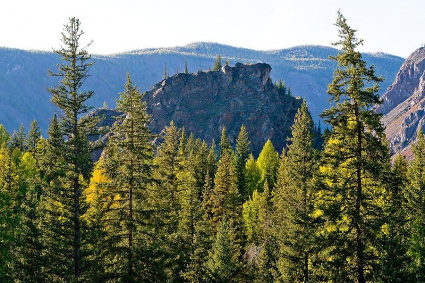 Ученые обнаружили леса, которые могут противостоять изменению климата