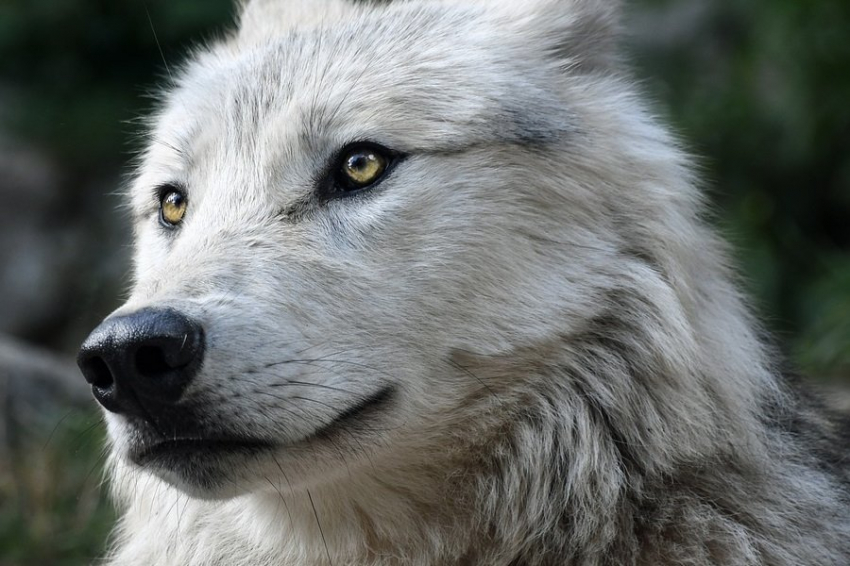 У собак, в отличие от волков, карие глаза — так захотел человек