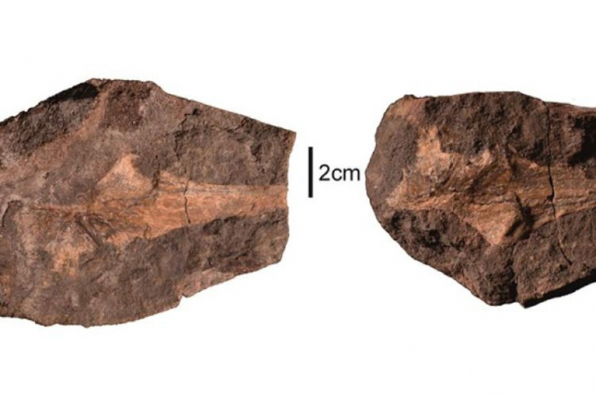 В Польше найдены окаменелости трематозавров возрастом 250 миллионов лет 