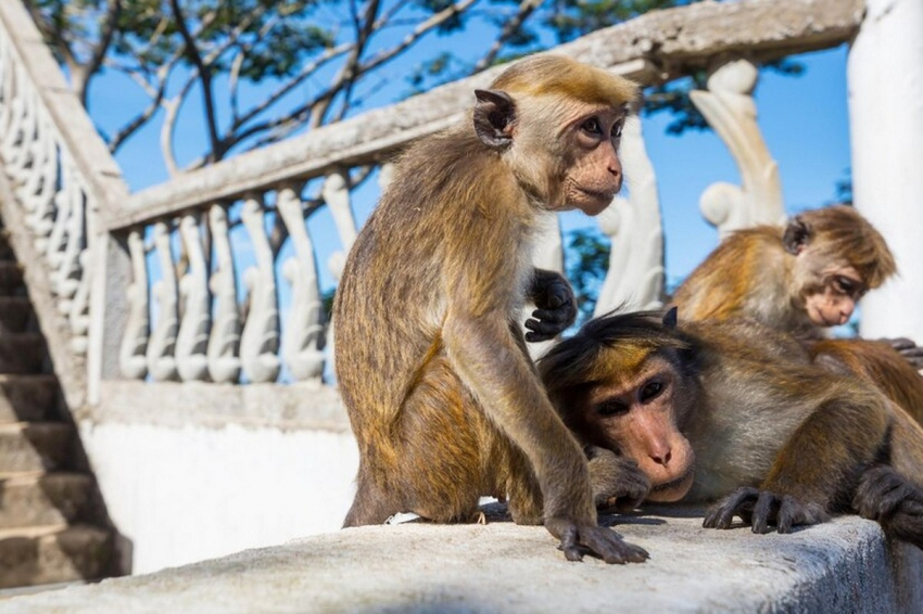 Врач Осипов: мигранты могут завезти оспу обезьян в Россию