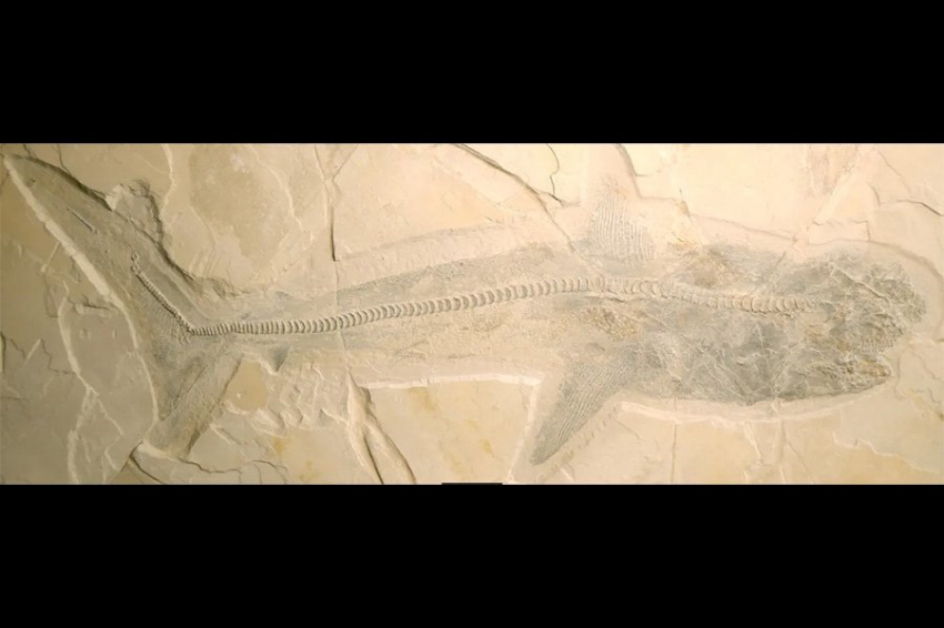 Окаменелости раскрывают тайны найденных в Мексике «загадочных» 10-метровых акул