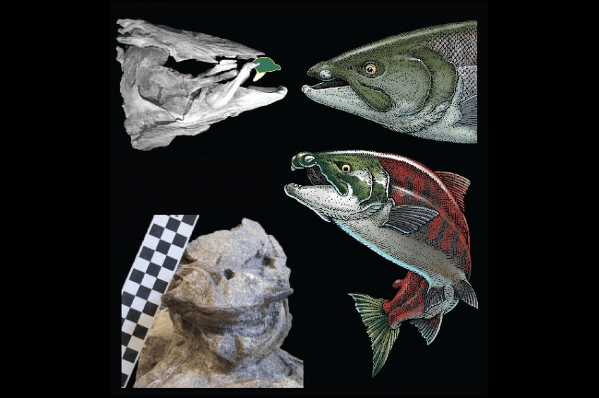 У древнего гигантского лосося были похожие на бивни причудливые зубы