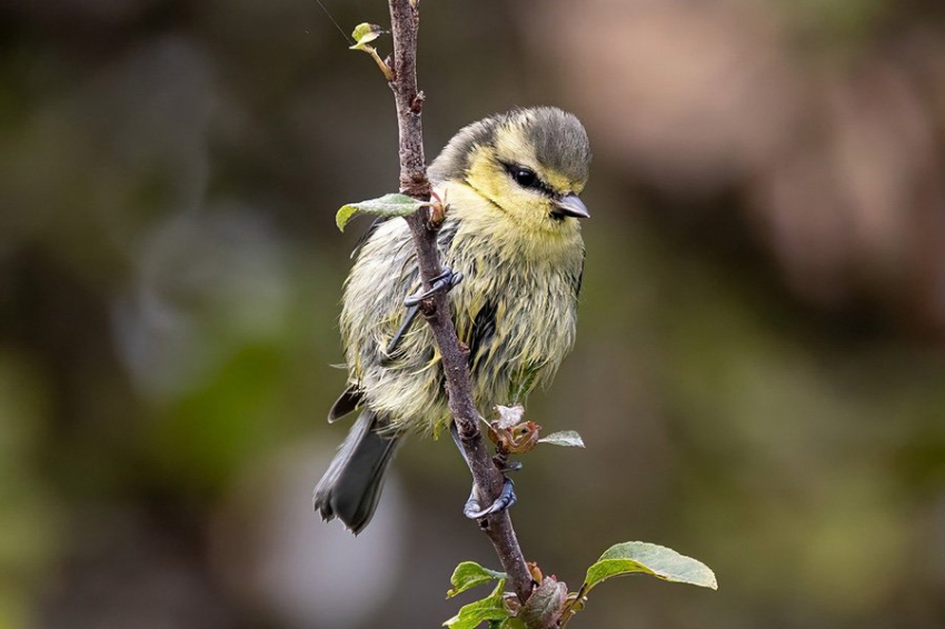 Шум дорожного движения причиняет вред птенцам на всю жизнь