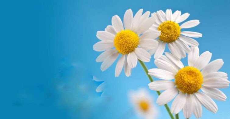 15 мая весь мир отмечает Международный День Семьи