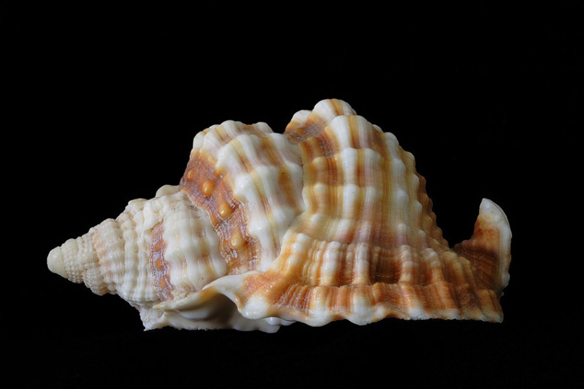 Коренные жители Америки для связи использовали трубы из раковин