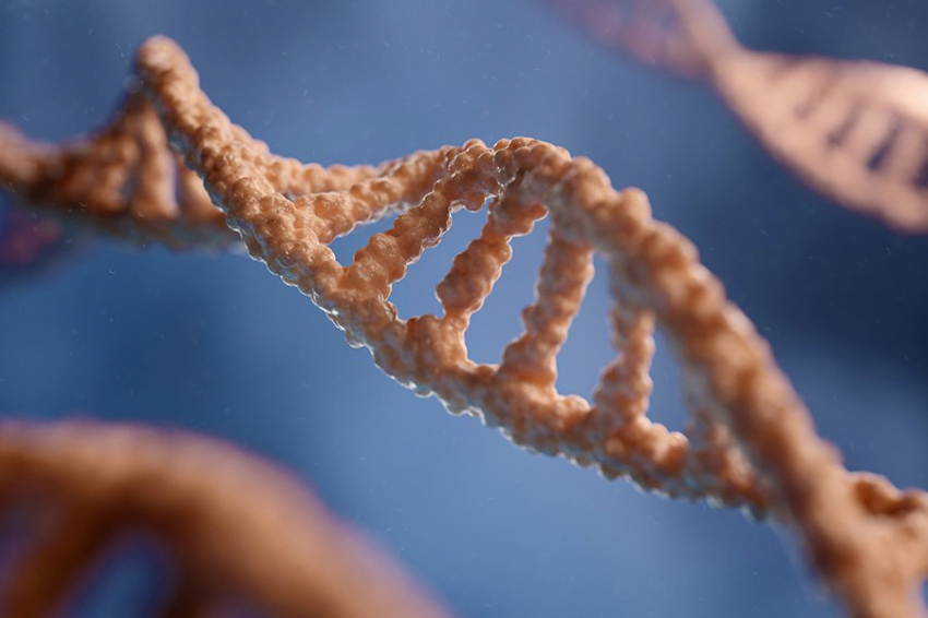 У части жителей Папуа-Новой Гвинеи есть денисовские гены, защищающие от малярии