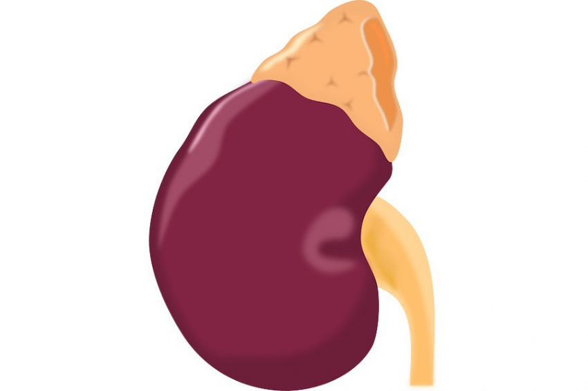 Изменения личности после трансплантации органов получило научное обоснование
