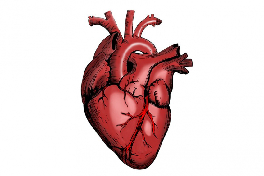 Разработана беспроводная зарядка для имплантируемых биомедицинских устройств