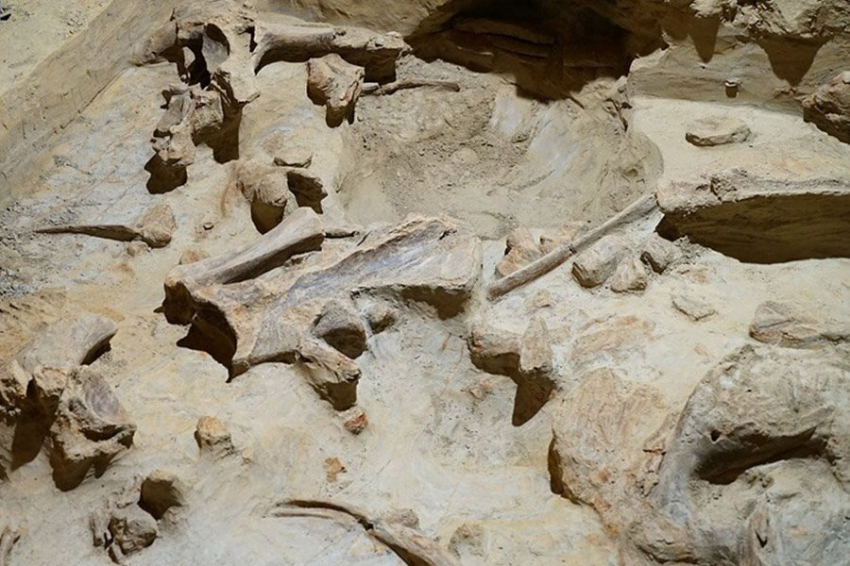 В австрийском винном погребе нашли кости неолитического мамонта