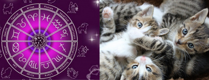 Ваш идеальный питомец по знаку зодиака: какая порода кошек подойдет именно вам