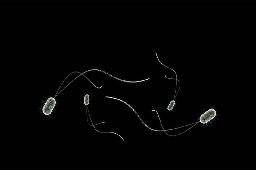 Изменения в кишечных бактериях могут помочь объяснить успех белковых диет