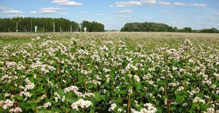 Традиции и запреты праздников 26 июня 2024 года: что можно и нельзя делать в этот день по приметам