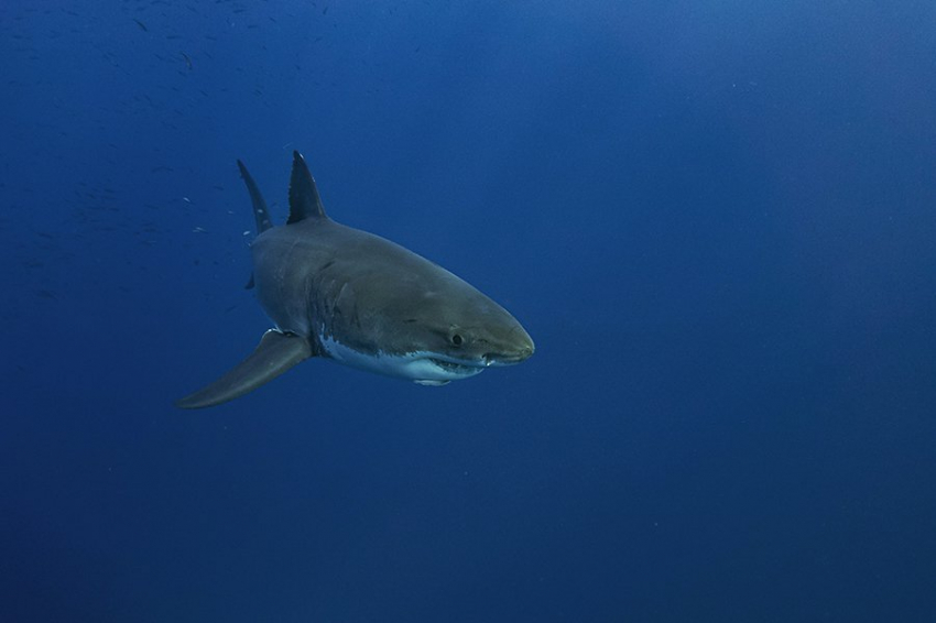 Ученые выяснили, как акулы пережили сильный скачок температуры на Земле