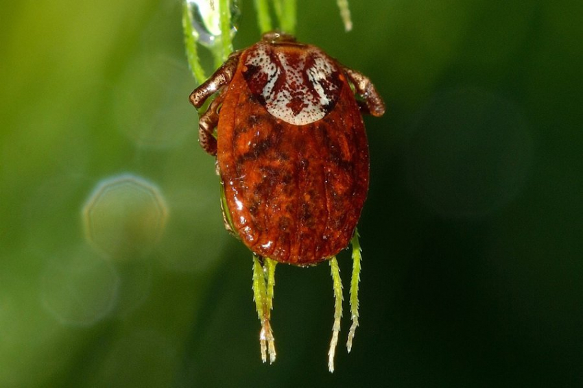 Клещи мигрируют на территорию Ямало-Ненецкого автономного округа