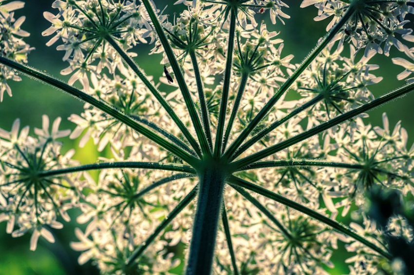 В Перми нашли способ борьбы с грибковыми заболеваниями с помощью борщевика