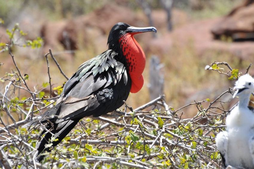 Усиление циклонов угрожает морским птицам, предупреждают ученые