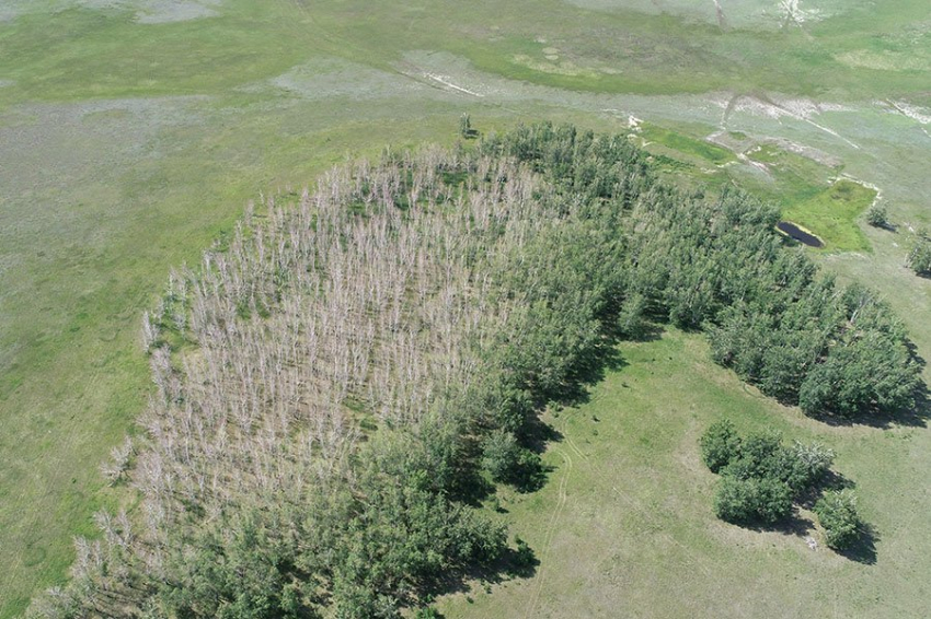 Биологи с 90% точностью определили пораженные древесным вредителем леса по спутниковым снимкам