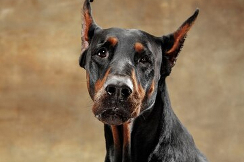 Могут внезапно умереть: ветеринар назвал 4 породы собак, у которых слабое сердце