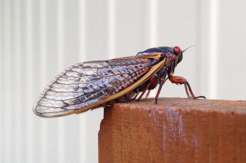 Daily Mail: к 2054 году сверчки будут основным блюдом в меню человека