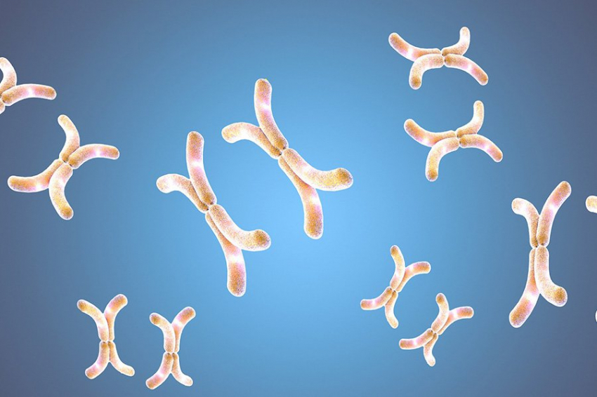 Cell: одна молекула обращает вспять признаки старения мышц и мозга