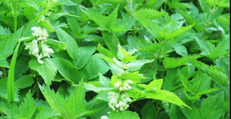 Что строго запрещено делать 11 июля, в народный праздник Крапивное заговенье 2024 года