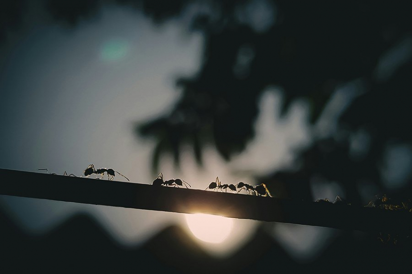 Муравьи могут быть единственными животными, выполняющими хирургические ампутации