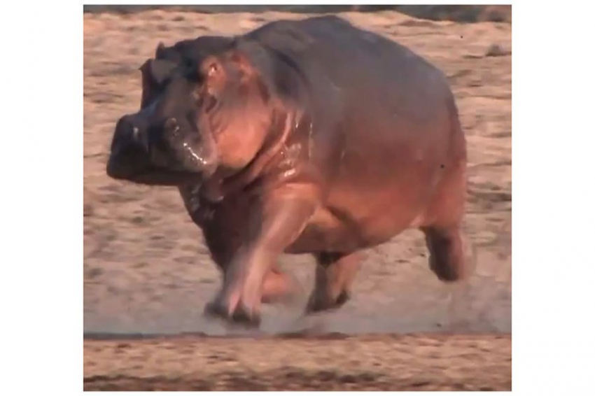 PeeJ: бегемоты, разгоняясь во время бега рысью, могут «взлетать»