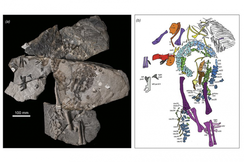 Новый вид вымершего родственника крокодила переписывает историю жизни побережья