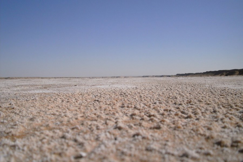 Учёные работают над выращиванием культурных растений в солончаках