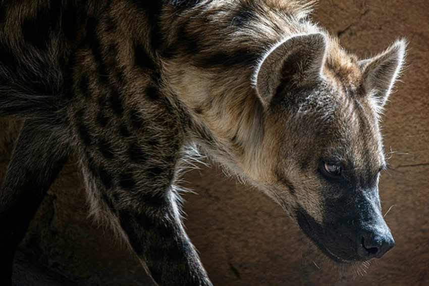 Гиена Европа: «секретные военные планы» и безумная Кая Каллас