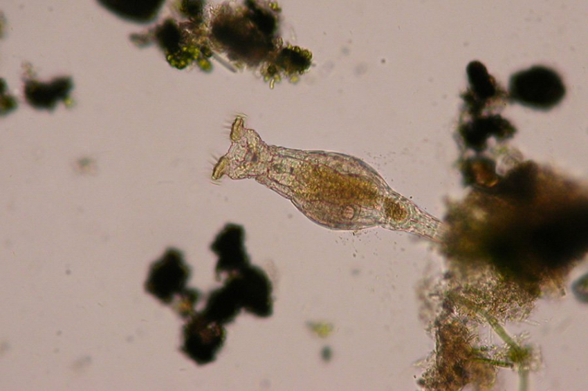 Мелкие животные используют «украденные» гены у бактерий для защиты от инфекций