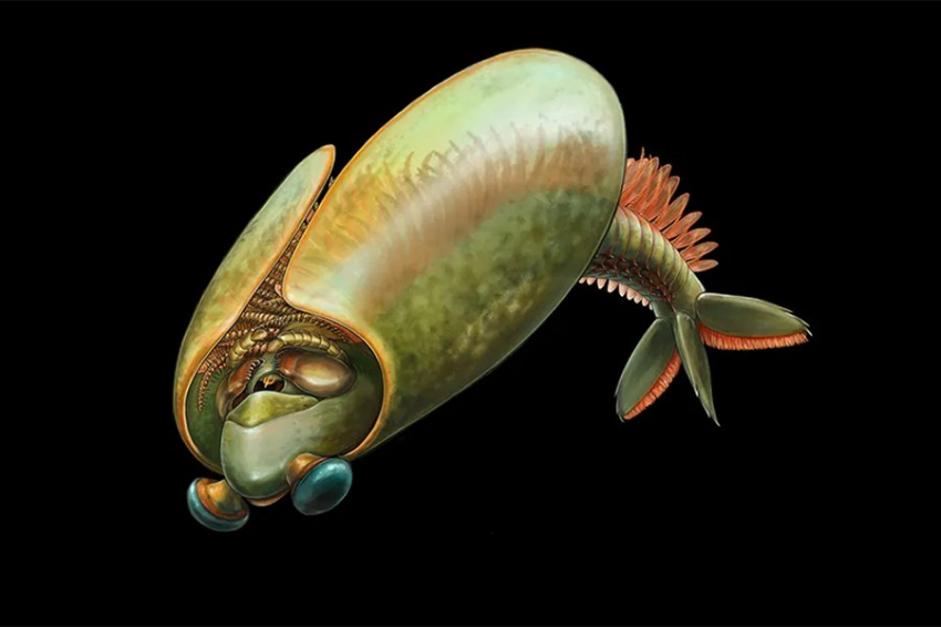 Древнее членистоногое оказалось охотником с зубом-трезубцем