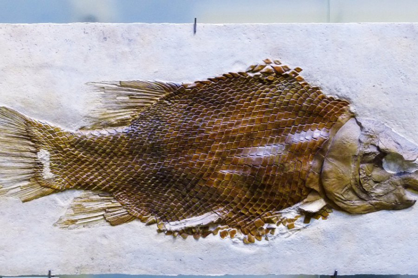 Палеонтологи ТГУ нашли окаменелости рыб и тараканов возрастом 180 млн лет