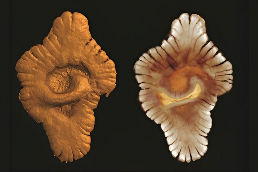 PR: сложная жизнь на Земле зародилась на 1,5 млрд лет раньше, чем считалось 
