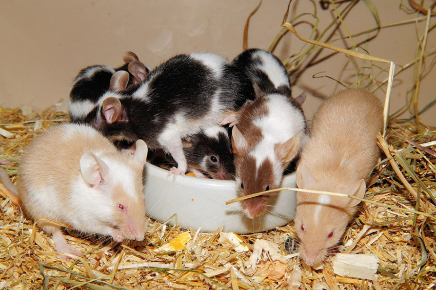 Ученые научились дистанционно «контролировать разум» мышей