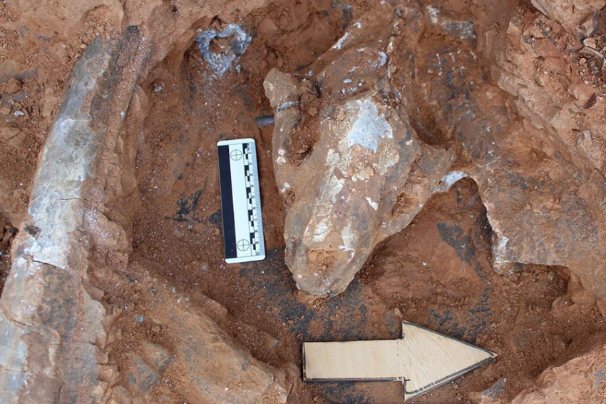 В Турции найден окаменелый череп саблезубого кота возрастом 9 миллионов лет