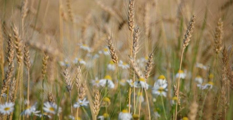 Обычаи и запреты народного праздника 13 августа и какие приметы связаны с торжеством