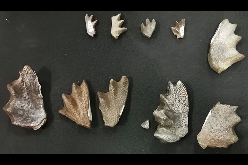 В Зимбабве обнаружен новый вид двоякодышащих рыб возрастом 210 миллионов лет