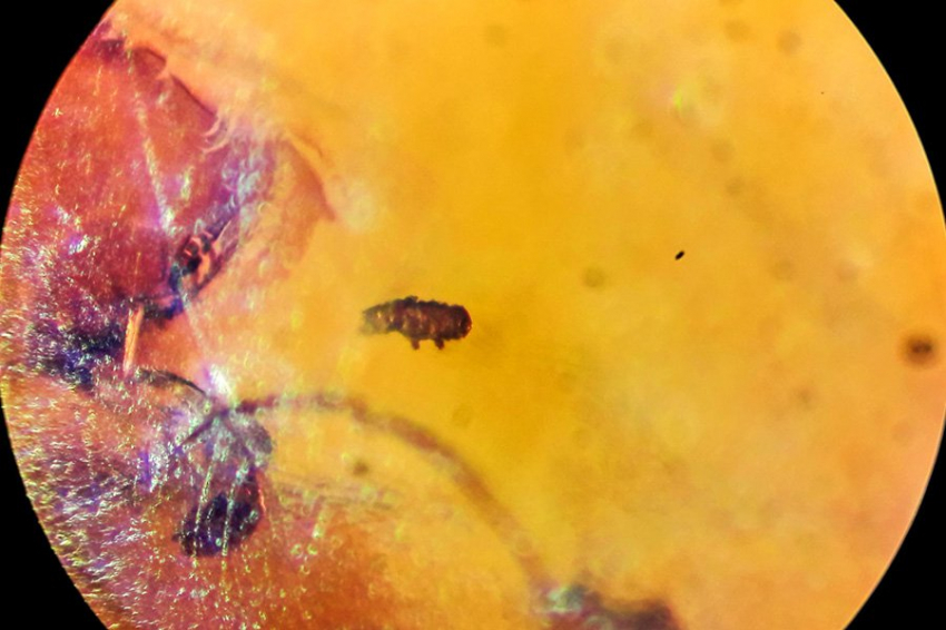 Ученые выяснили, как «водяные медведи» развили свою суперспособность