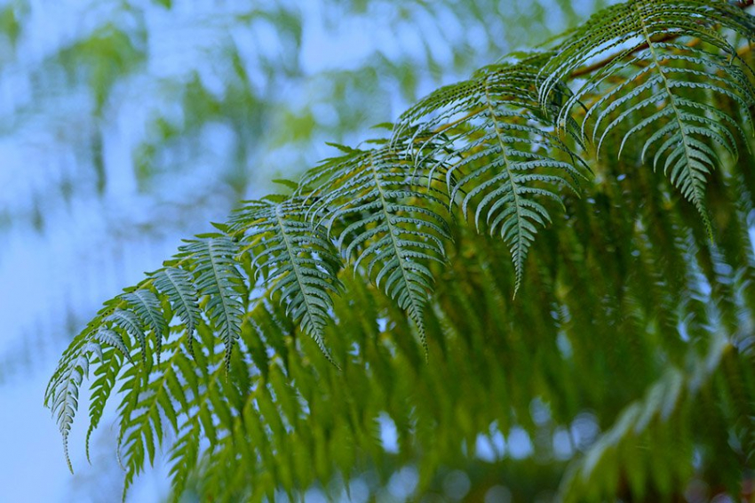 Растениям потребуются миллионы лет, чтобы оправиться от глобального потепления