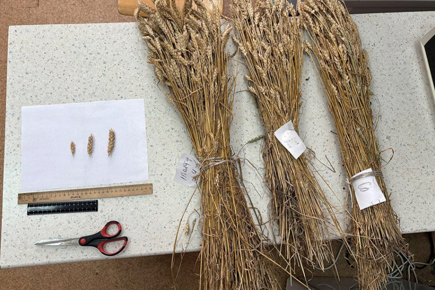 Бактерии в биоудобрениях уберегут пшеницу от токсичности пестицидов