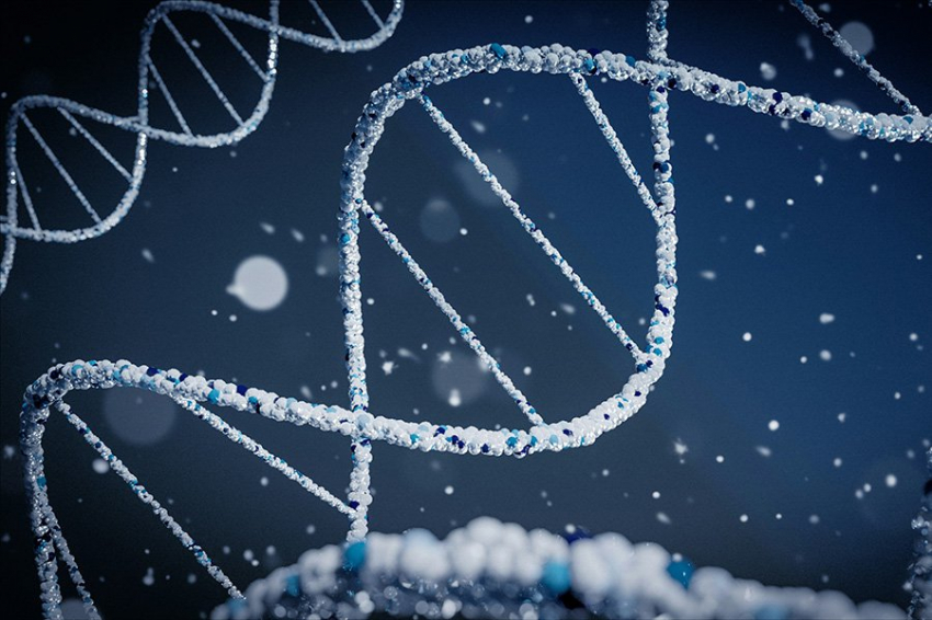 Недавно обнаруженный белок останавливает повреждение ДНК