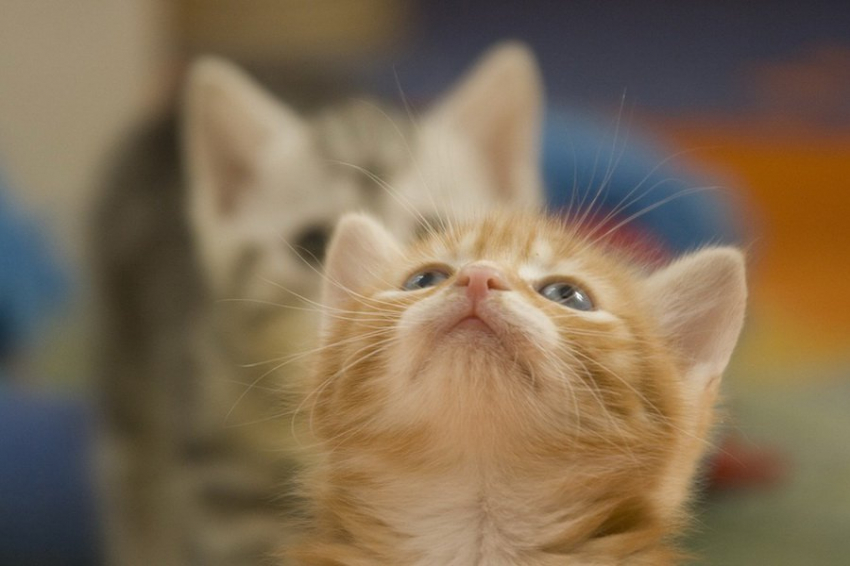 Раскрыта связь между гормоном Т3, любопытством и стремлением к новому